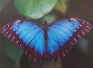 motýl - diář metamorfosia by Lia